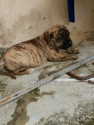 1-3 months Female Purebred Boerboel