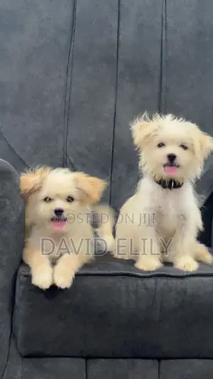 3-6 months Male Purebred Lhasa Apso