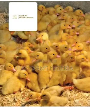 Foreign Ducklings