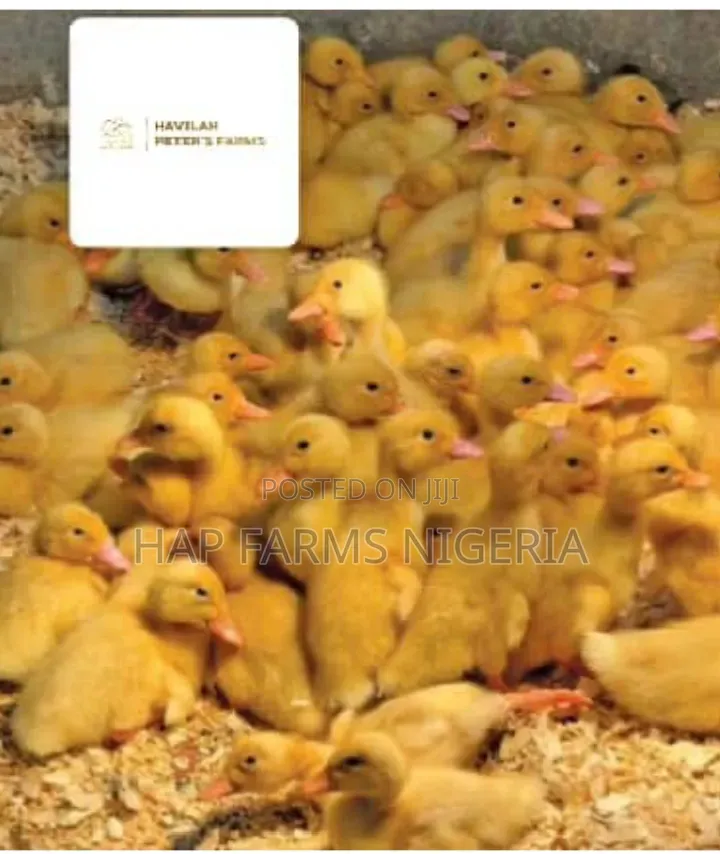 Foreign Ducklings