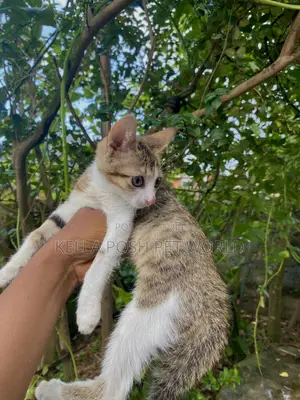 1-3 months Female Purebred Tabby