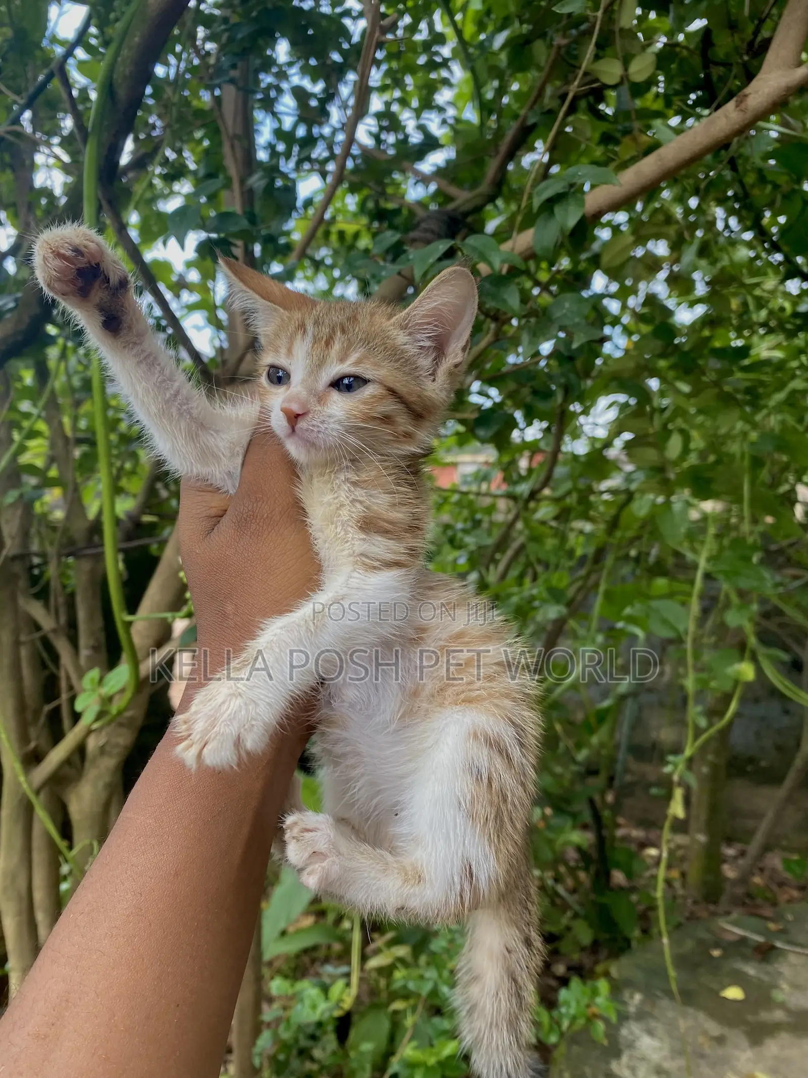 1-3 months Female Purebred Tabby