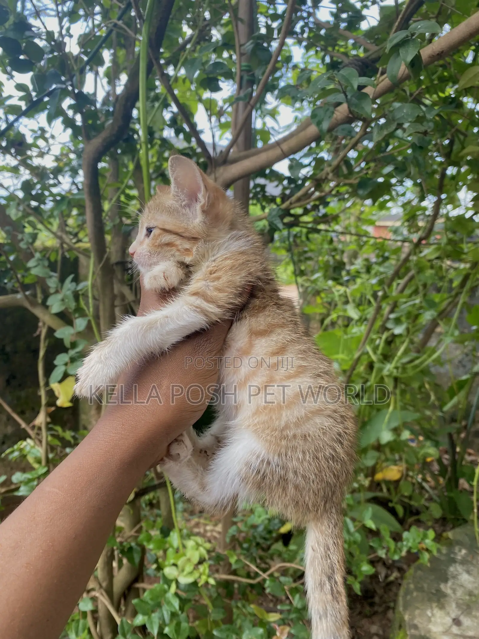 1-3 months Female Purebred Tabby