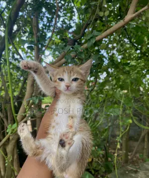 1-3 months Female Purebred Tabby