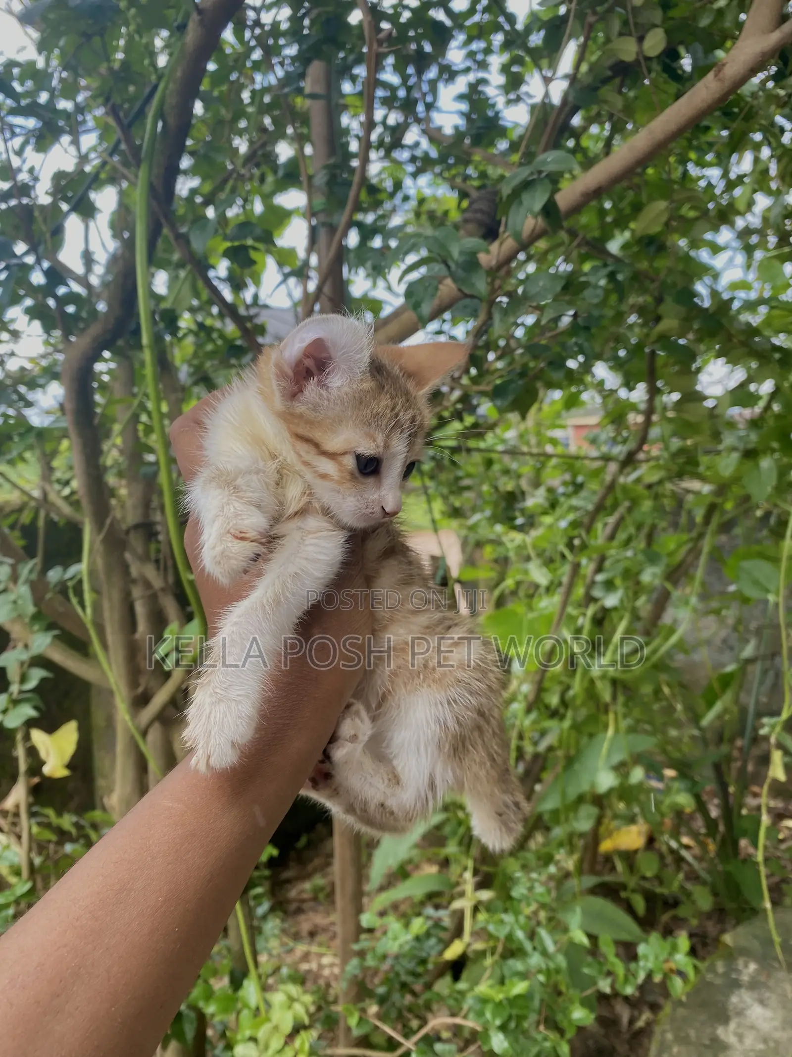 1-3 months Female Purebred Tabby