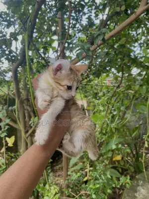 1-3 months Female Purebred Tabby