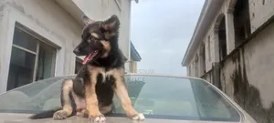 1-3 months Female Purebred German Shepherd