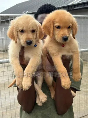 1-3 months Female Purebred Golden Retriever