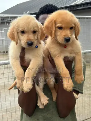 1-3 months Female Purebred Golden Retriever