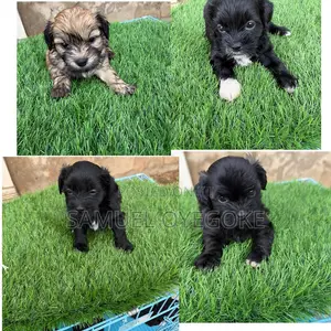 0-1 month Female Purebred Lhasa Apso