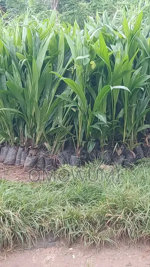 Farmer Favour