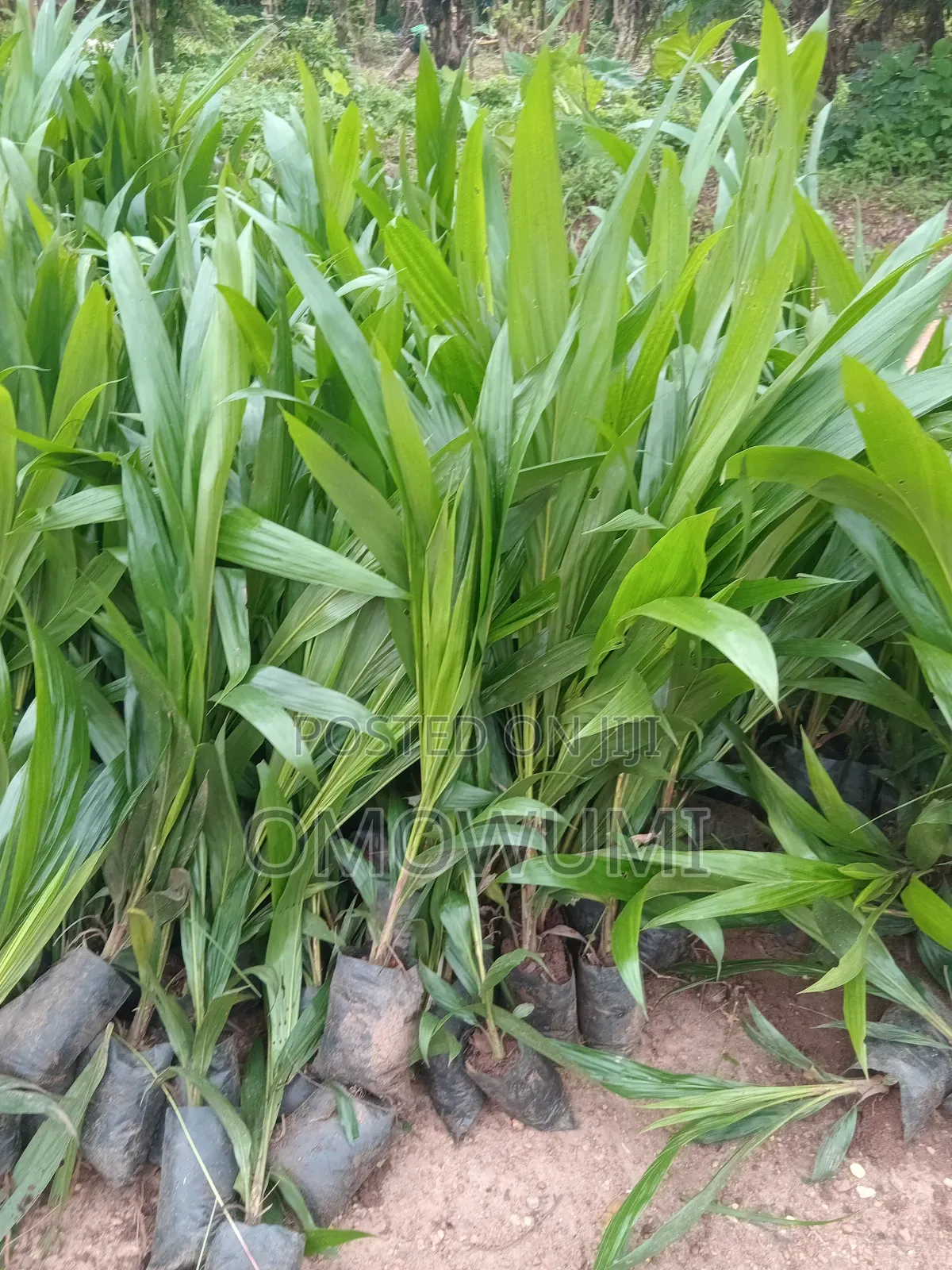 Farmer Favour