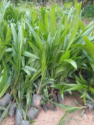 Farmer Favour