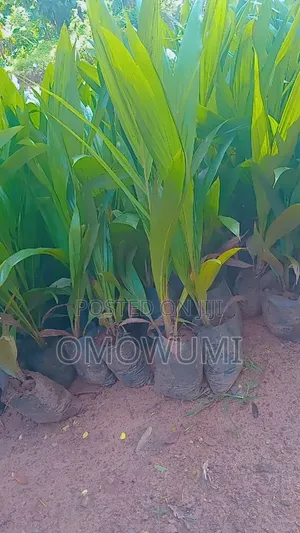 Farmer Favour