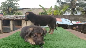 1-3 months Male Purebred German Shepherd