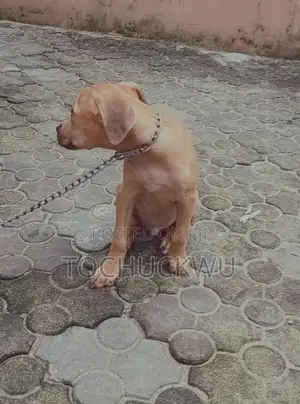 3-6 months Male Purebred Boerboel