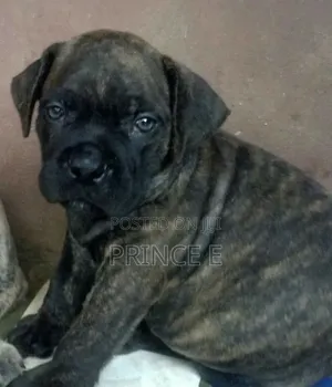 1-3 months Male Purebred Boerboel
