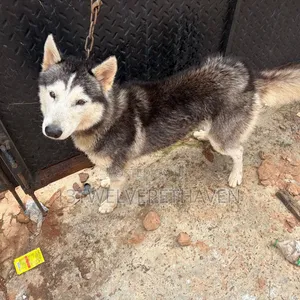 1+ year Male Purebred Siberian Husky