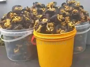Premium Fresh Snails