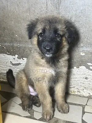 1-3 months Male Purebred German Shepherd