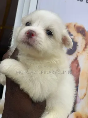 1-3 months Female Purebred American Eskimo
