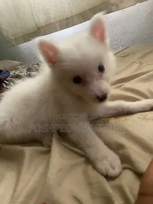 3-6 months Female Purebred American Eskimo