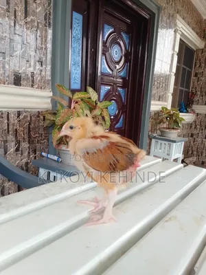 3 Weeks Old Live Chicken for Sale