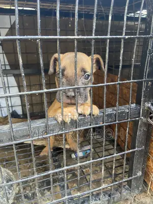 1-3 months Male Purebred Boerboel