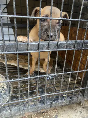 1-3 months Male Purebred Boerboel