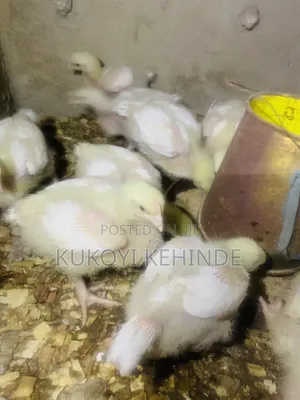 Live Chicken