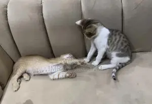 1-3 months Female Mixed Breed American Shorthair