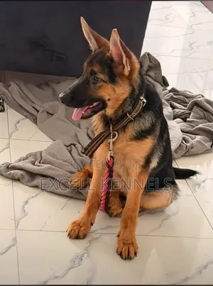 3-6 months Female Purebred German Shepherd
