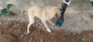 3-6 months Male Mixed Breed Caucasian Shepherd