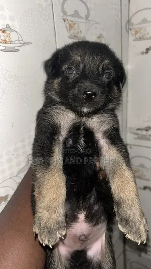1-3 months Female Purebred German Shepherd