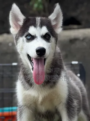 1-3 months Male Purebred Siberian Husky