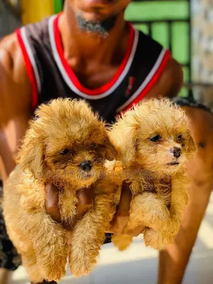 1-3 months Male Purebred Lhasa Apso