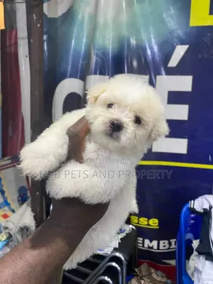 1-3 months Female Purebred Lhasa Apso