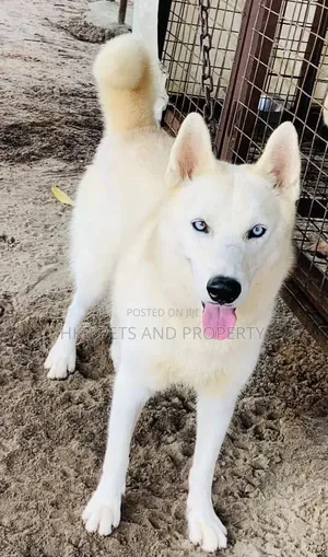 6-12 months Female Purebred Siberian Husky
