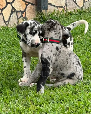 1-3 months Male Purebred Great Dane