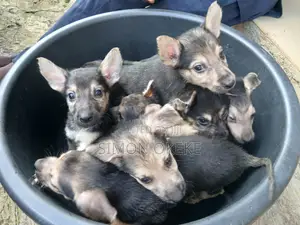 1-3 months Male Purebred German Shepherd