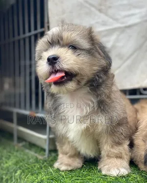 1-3 months Male Purebred Lhasa Apso