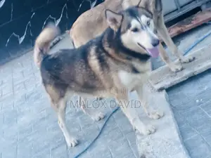1+ year Male Purebred German Shepherd