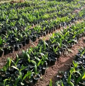 Expert Oil Palm Nursery Setup for Farmers and Investors