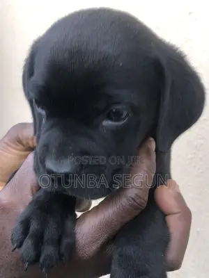 0-1 month Male Purebred Cane Corso