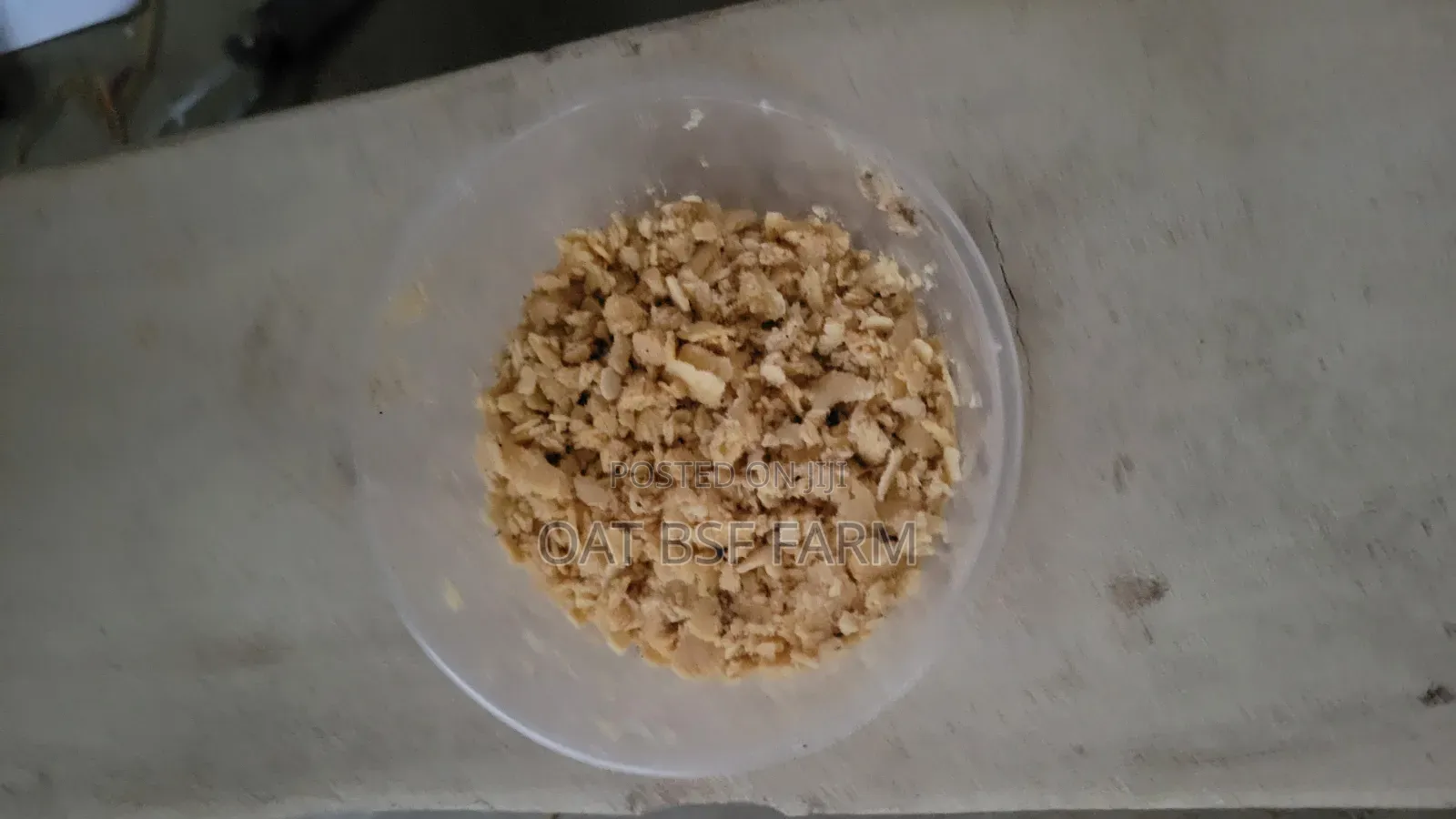 BSF Maggot