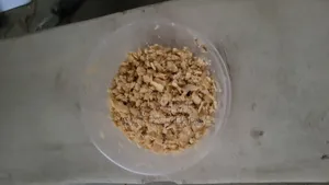 BSF Maggot
