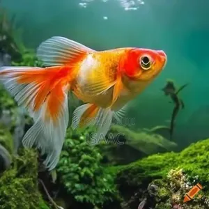 Gold Fish Available for Sale