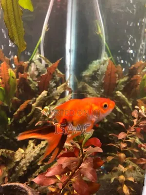 Gold Fish Available for Sale