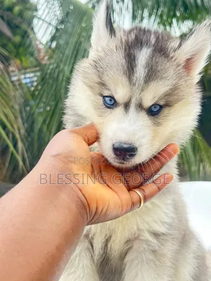 1-3 months Female Purebred Siberian Husky