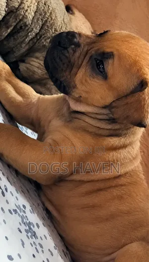 1-3 months Female Purebred Boerboel